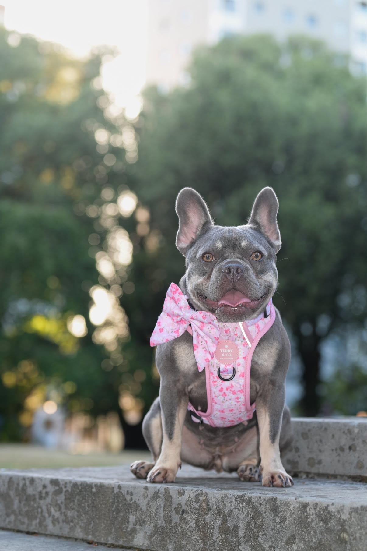 The Signature Harness - The Blossom Collection