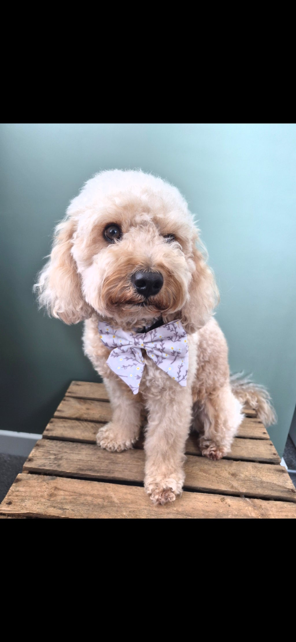 Sailor Bow Tie - The Meadow Collection
