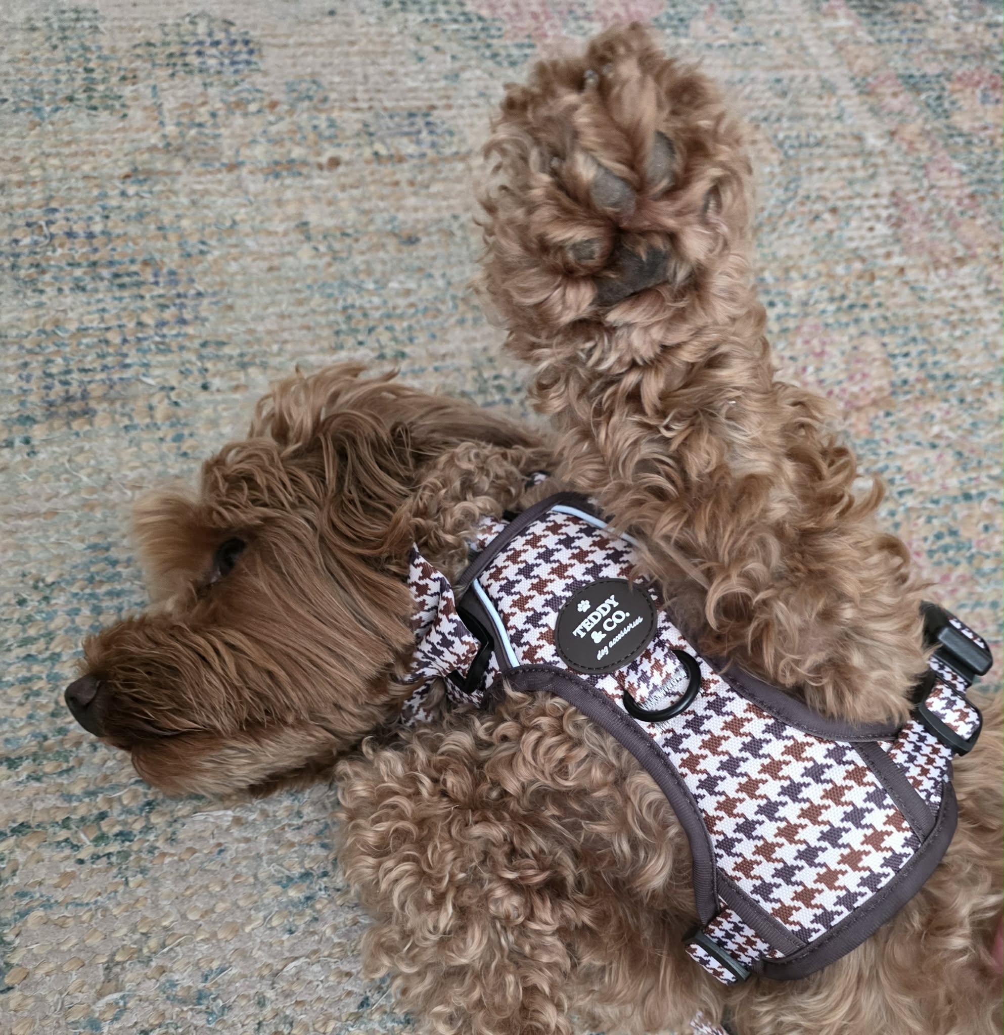The Signature Harness - The Cocoa Collection