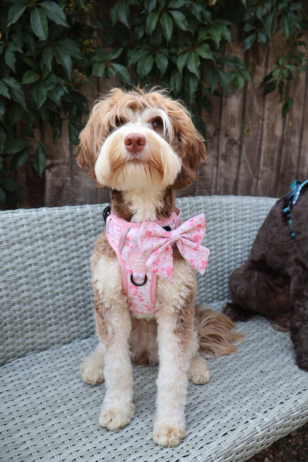 The Signature Harness - The Blossom Collection