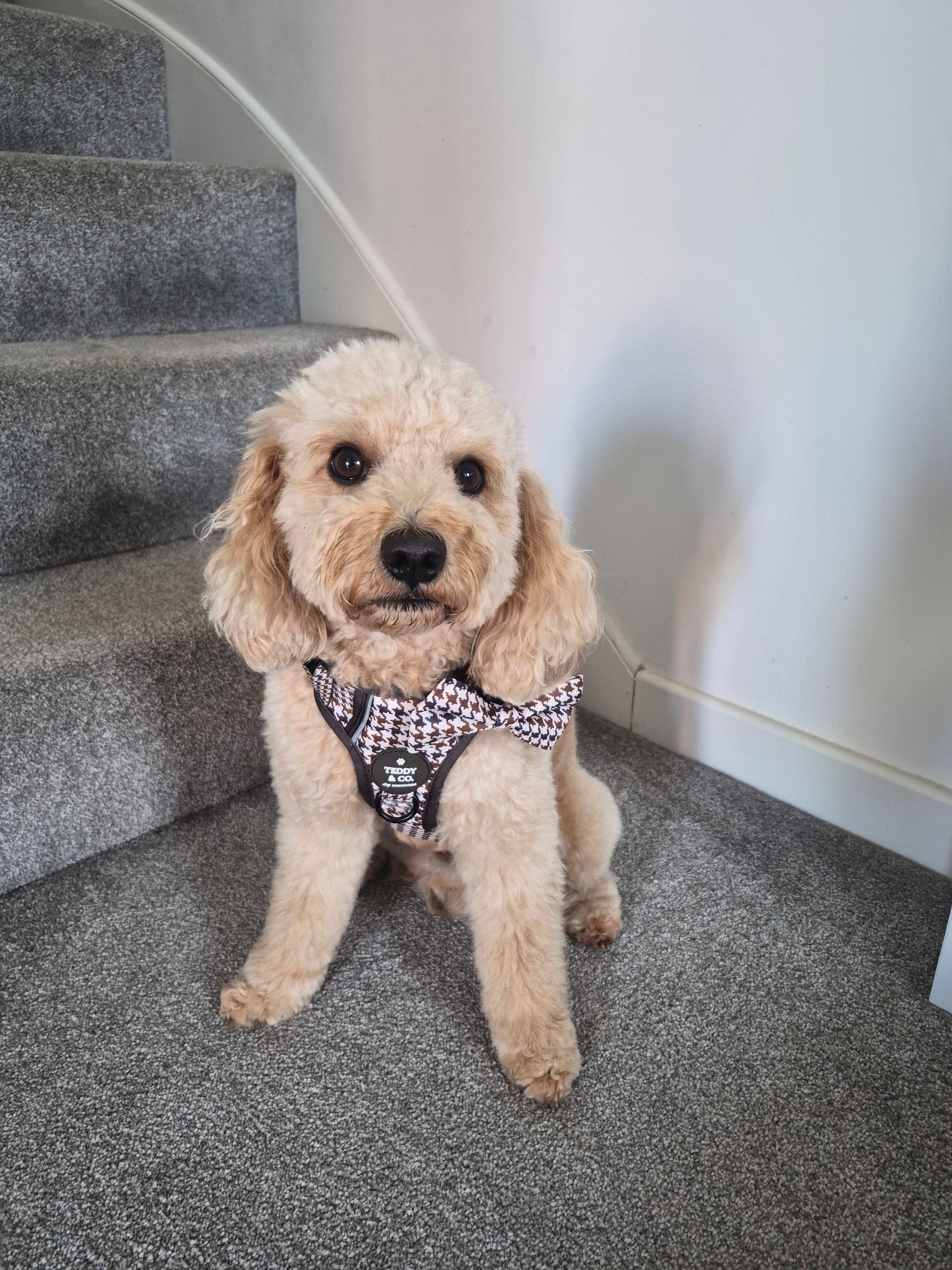 The Signature Harness - The Cocoa Collection