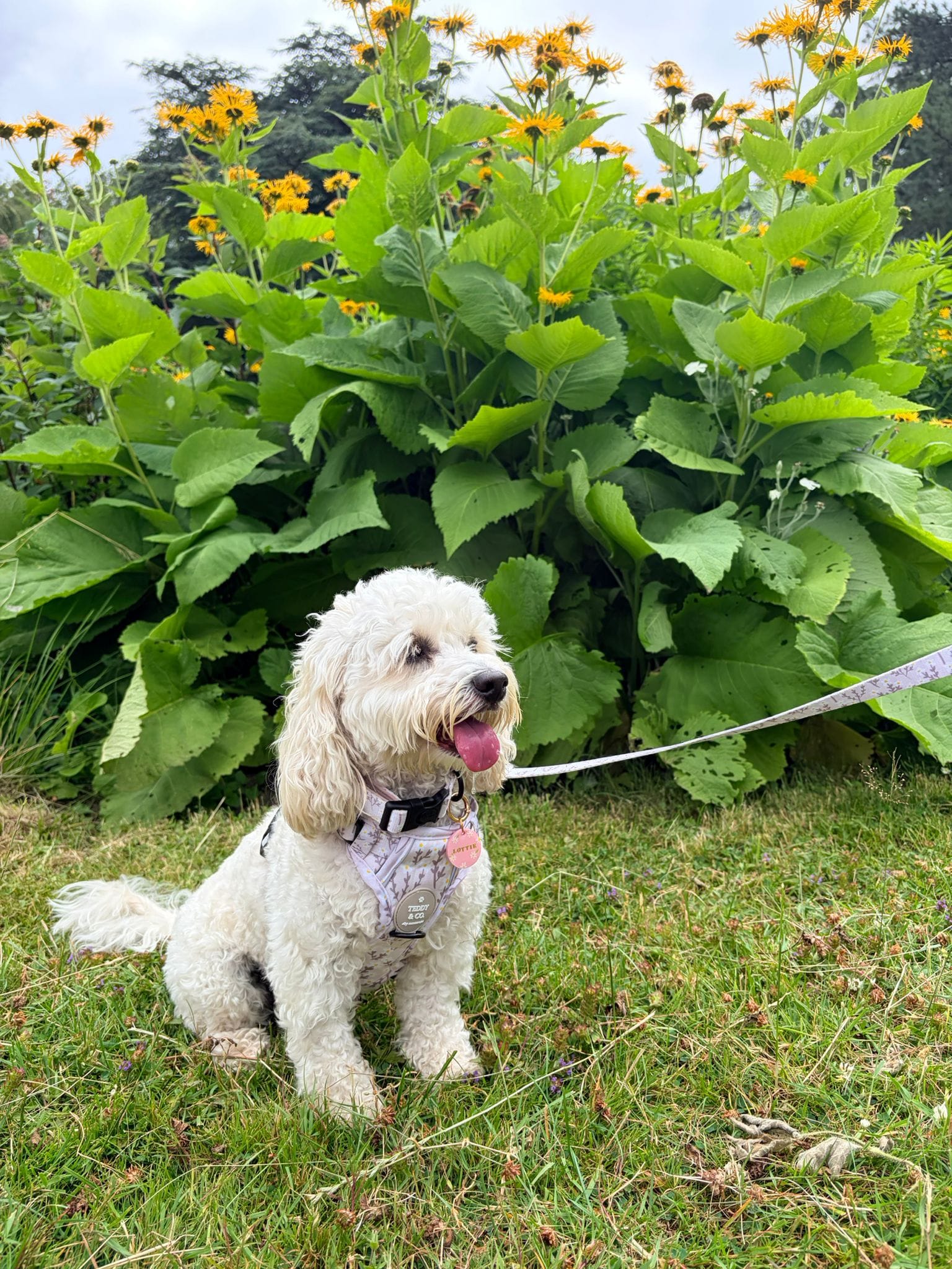 The Signature Harness - The Meadow Collection