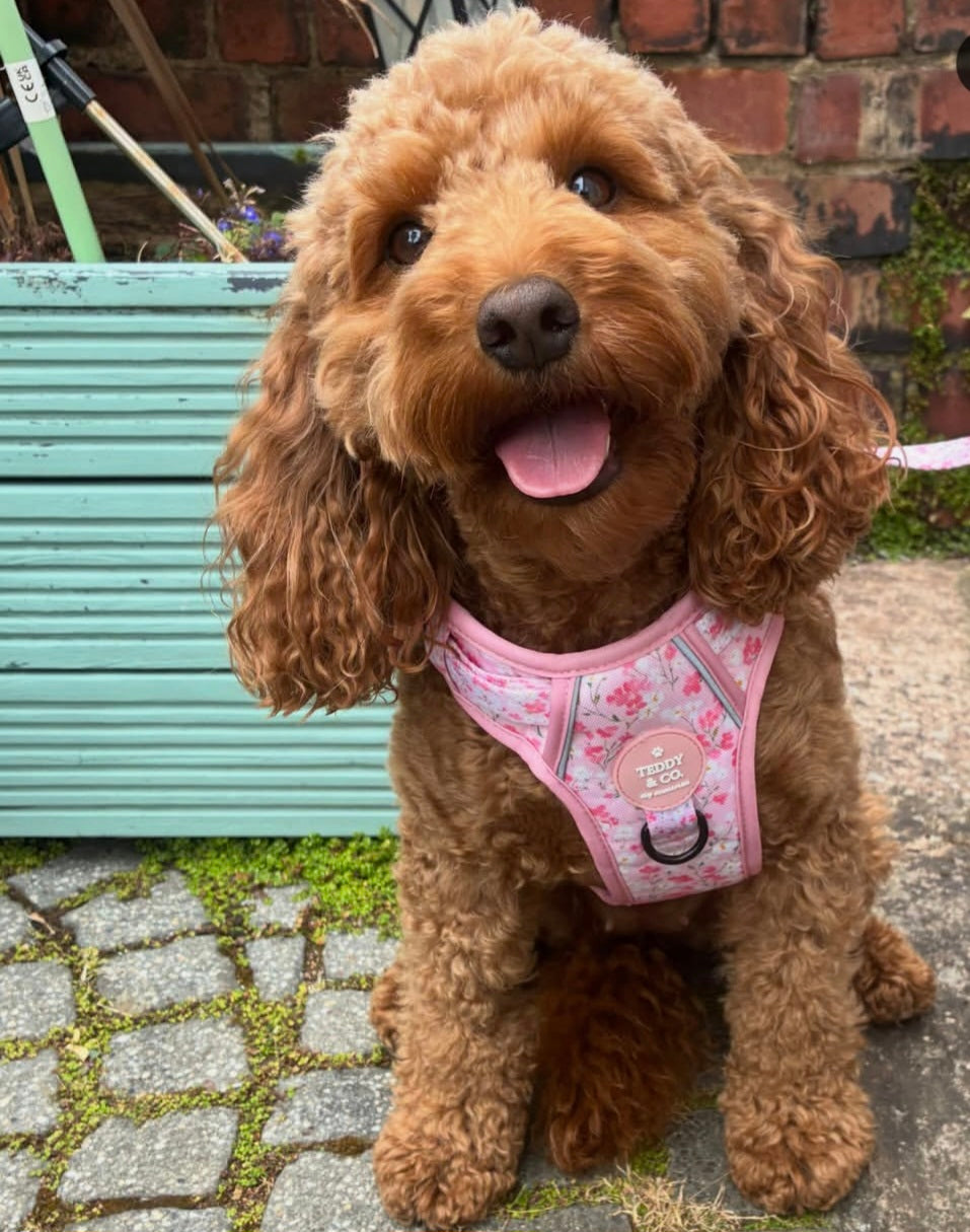 The Signature Harness - The Blossom Collection