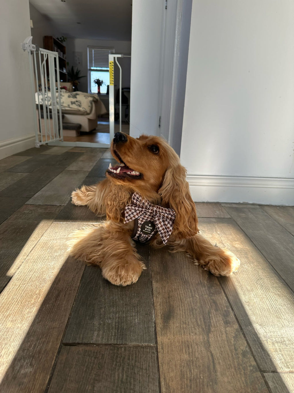 The Signature Harness - The Cocoa Collection