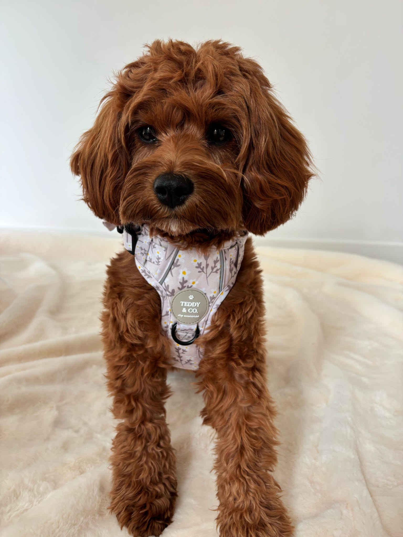 The Signature Harness - The Meadow Collection