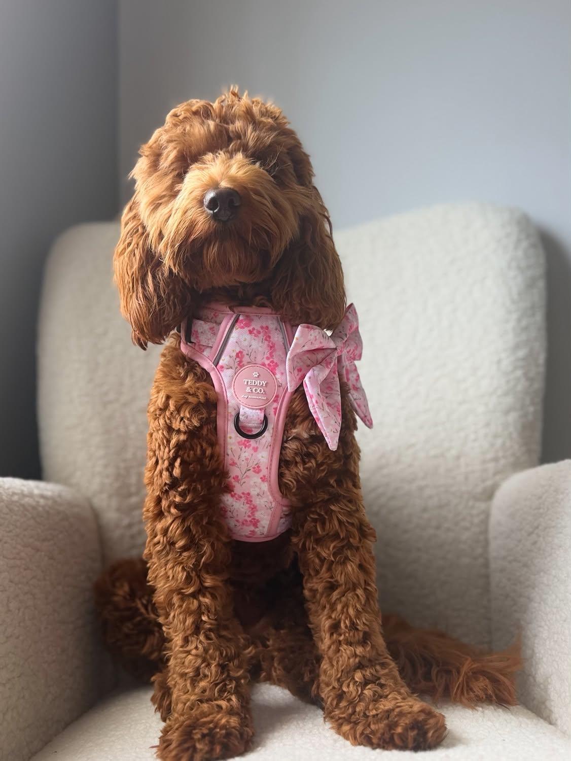 The Signature Harness - The Blossom Collection
