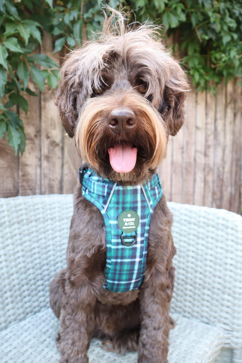The Signature Harness - The Highland Collection
