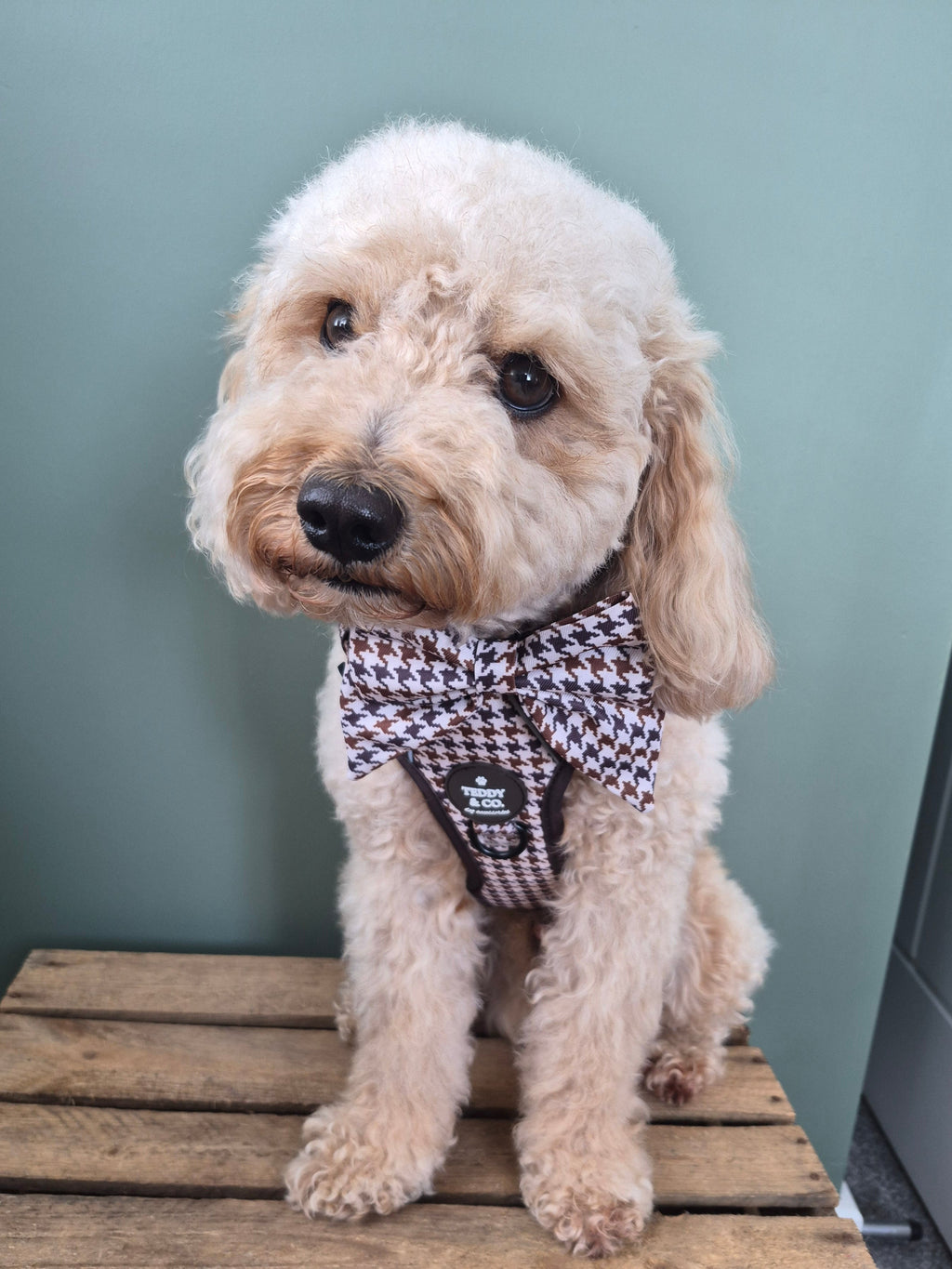 The Signature Harness - The Cocoa Collection