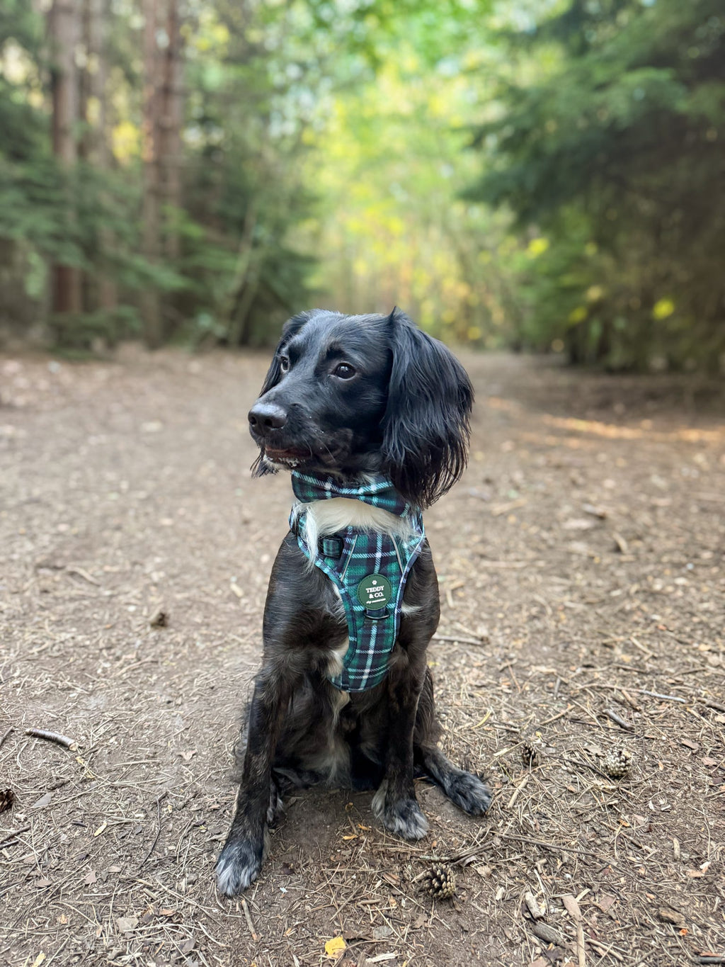 The Signature Harness - The Highland Collection