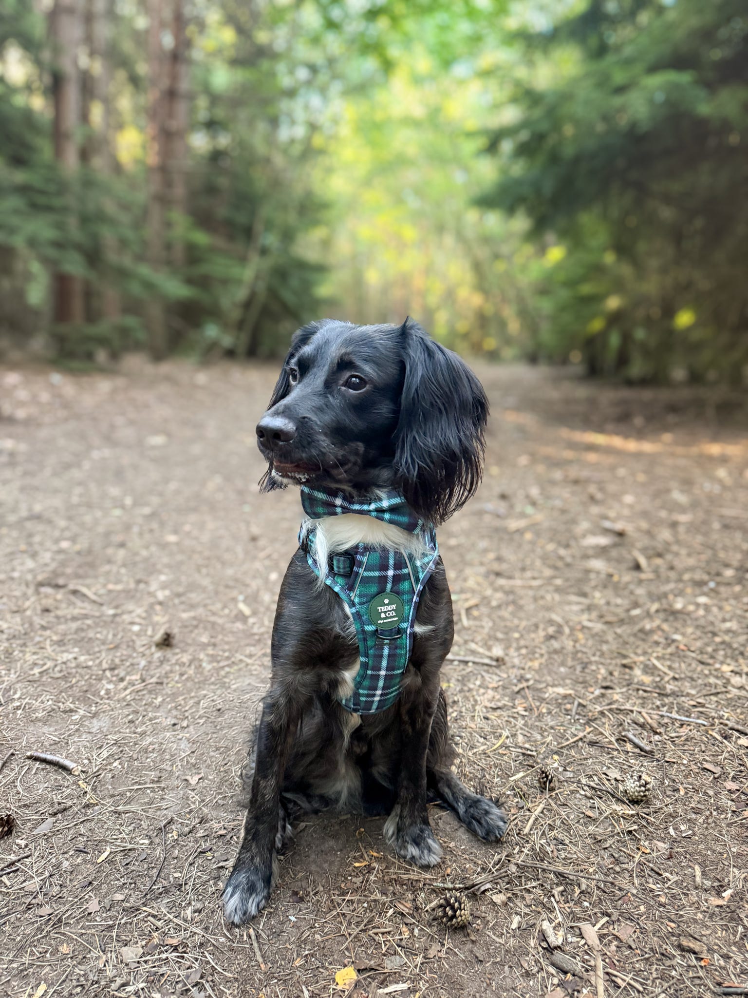 The Signature Harness - The Highland Collection