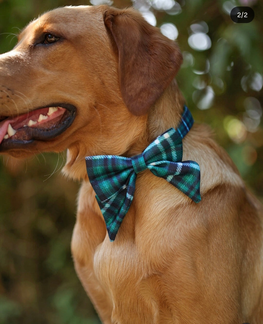 Collar - The Highland Collection