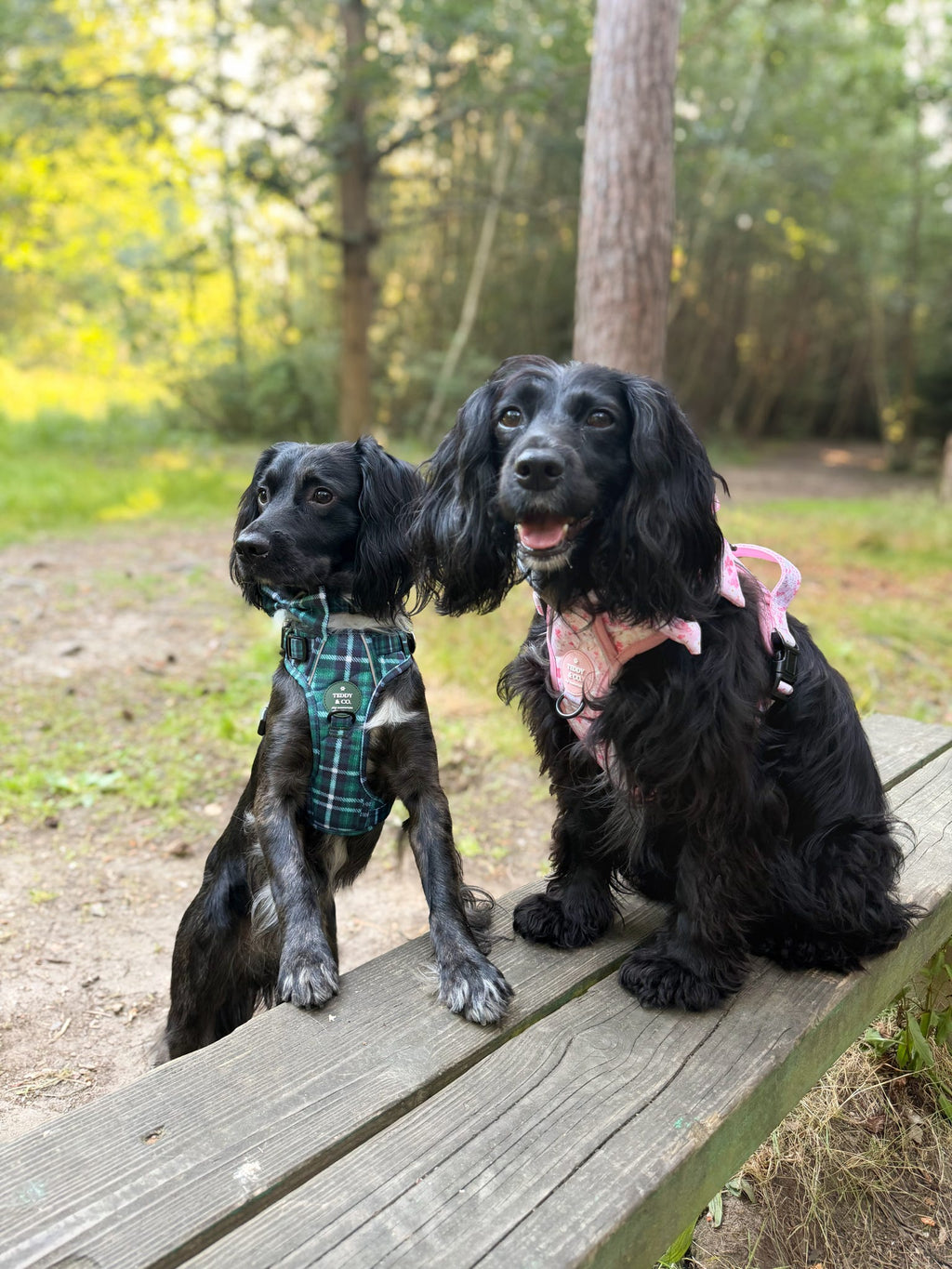 The Signature Harness - The Blossom Collection