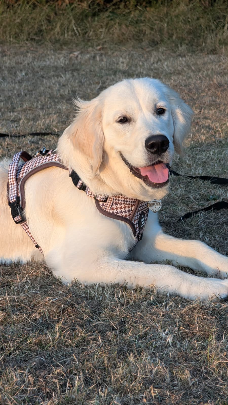 The Signature Harness - The Cocoa Collection