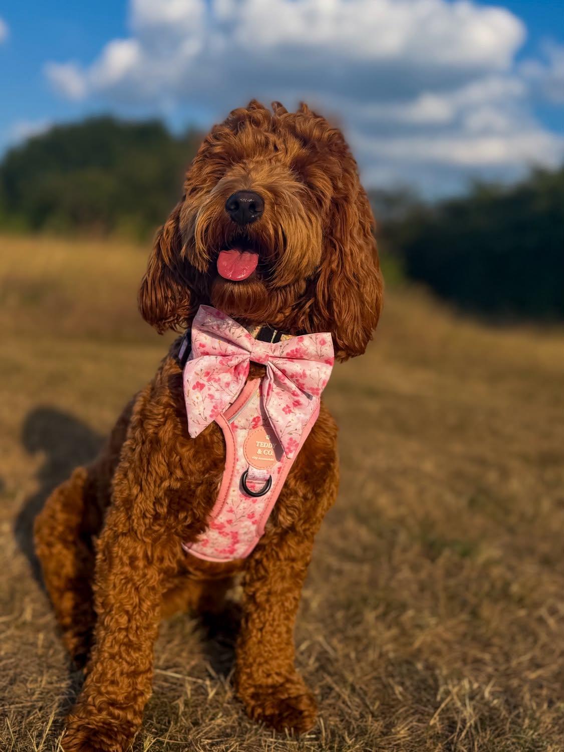 The Signature Harness - The Blossom Collection