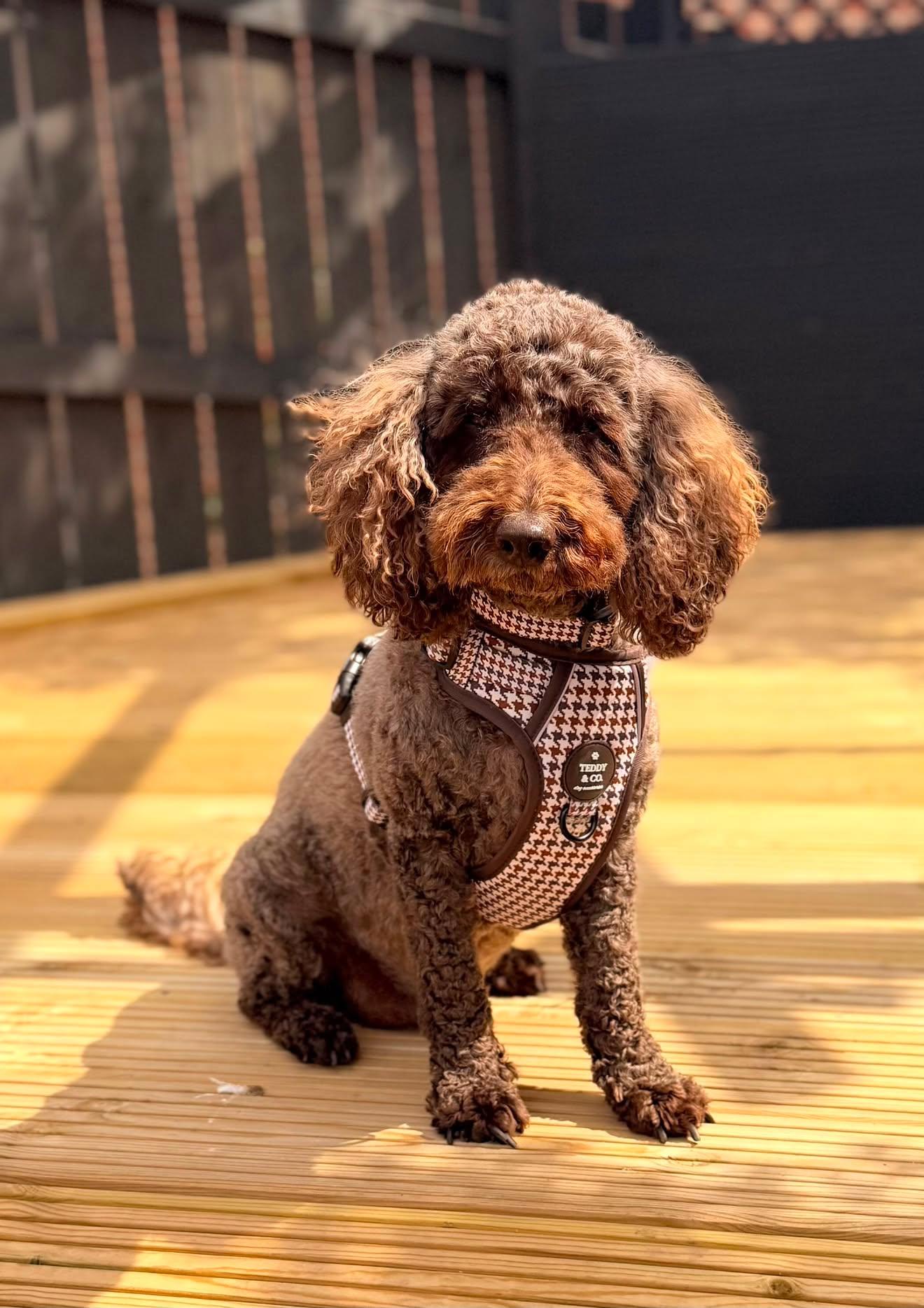 The Signature Harness - The Cocoa Collection