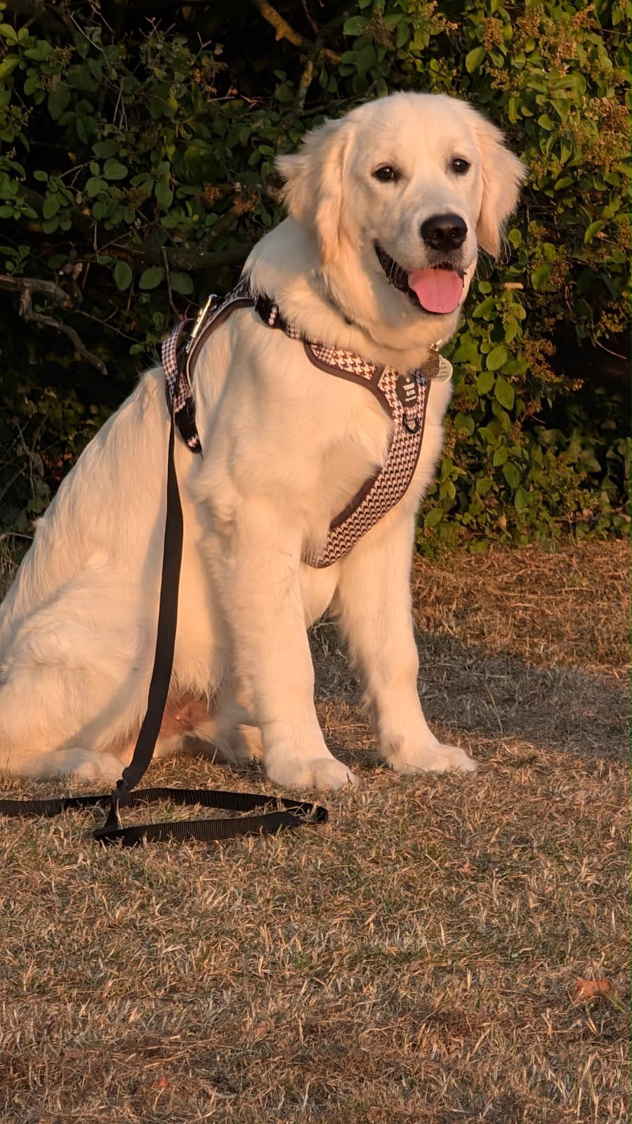 The Signature Harness - The Cocoa Collection