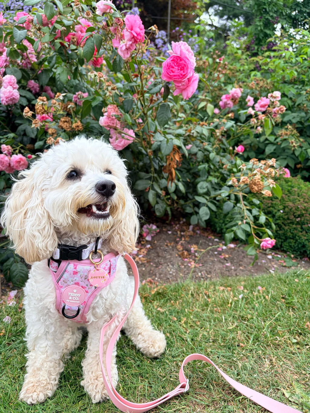 The Signature Harness - The Blossom Collection