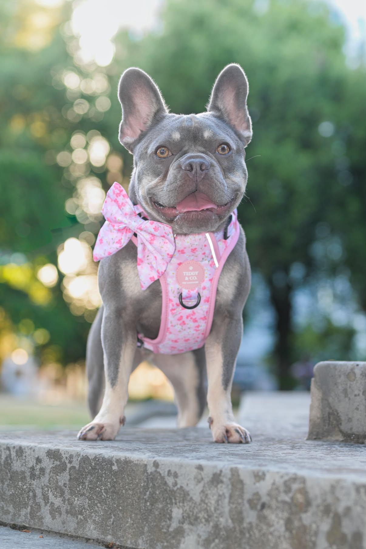 The Signature Harness - The Blossom Collection