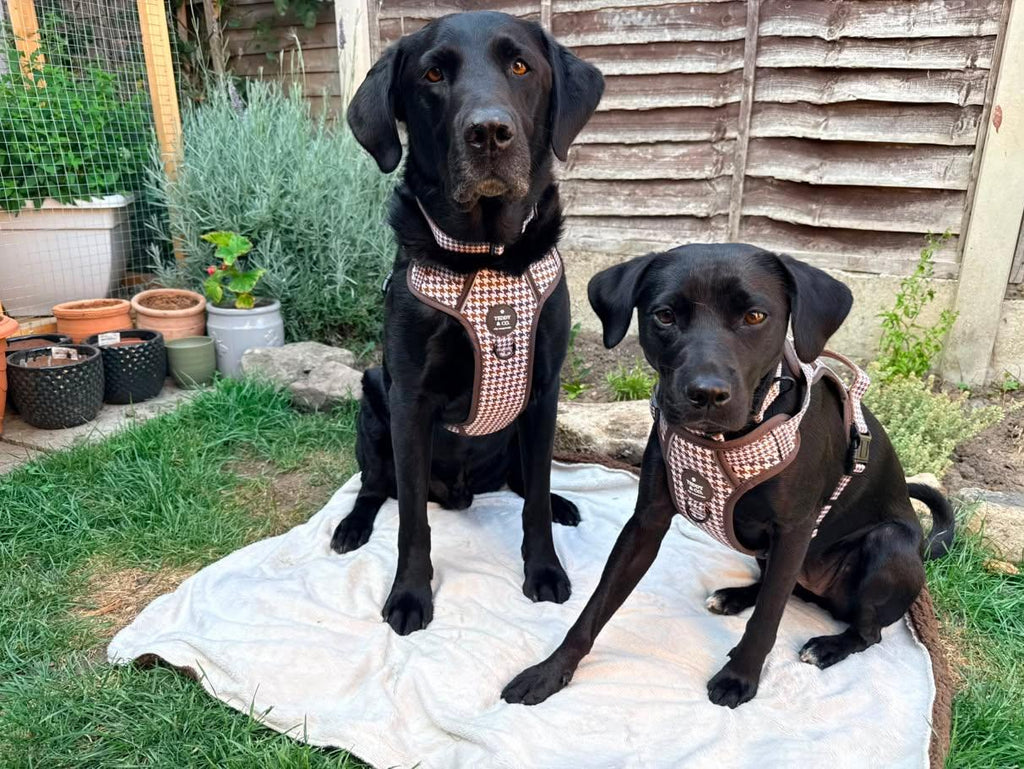 The Signature Harness - The Cocoa Collection
