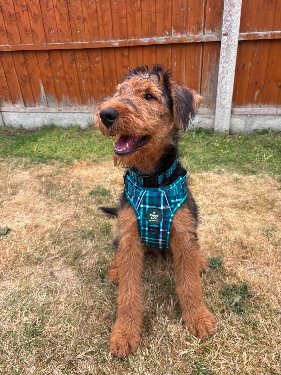 The Signature Harness - The Highland Collection