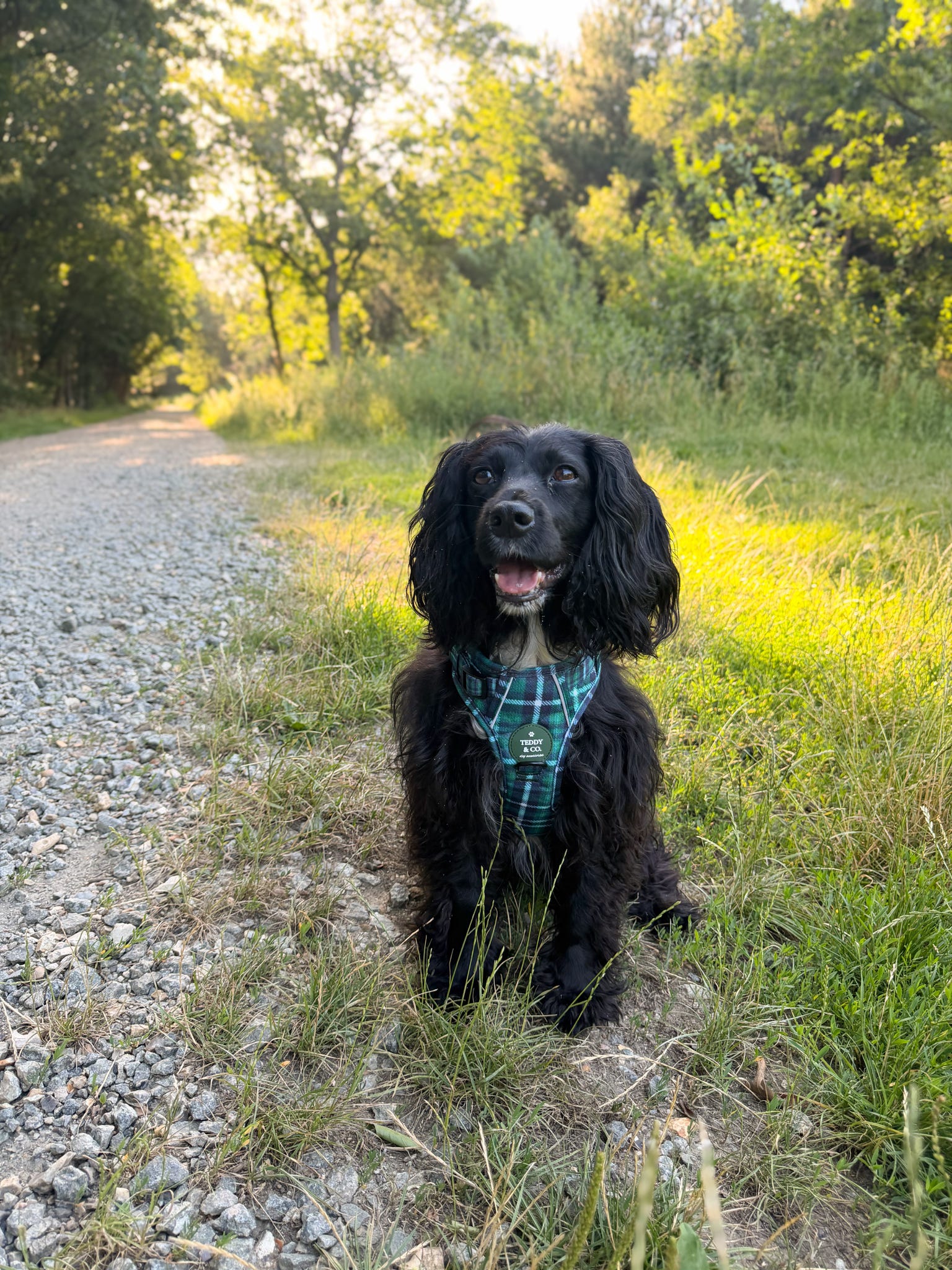 The Signature Harness - The Highland Collection