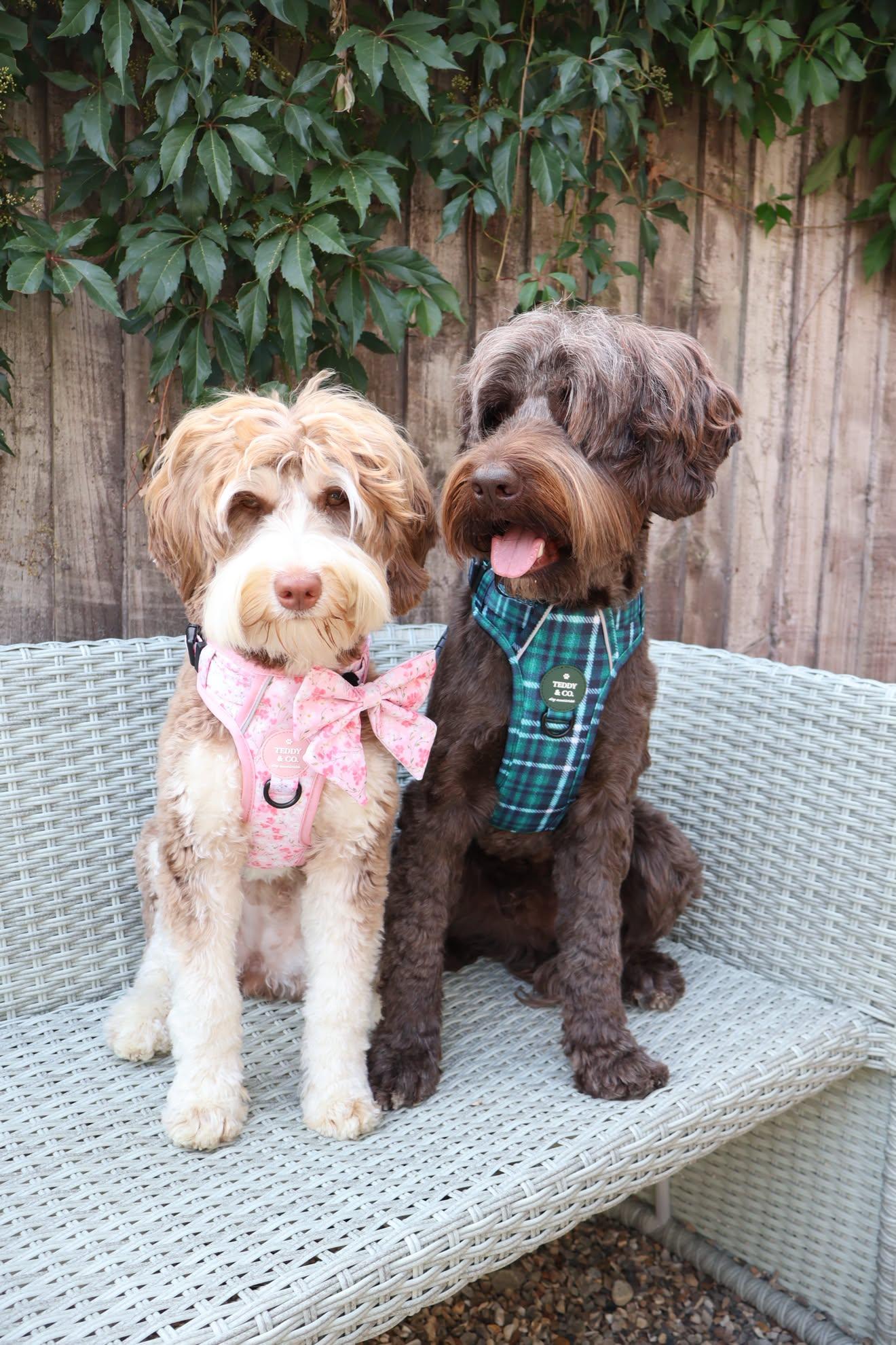 The Signature Harness - The Highland Collection