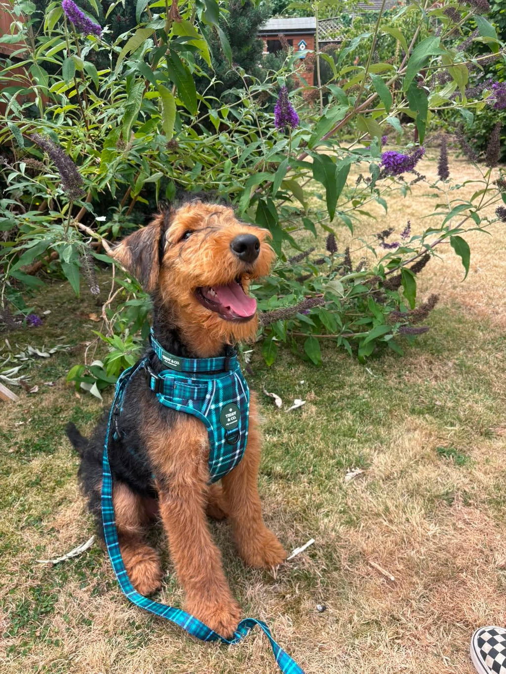The Signature Harness - The Highland Collection